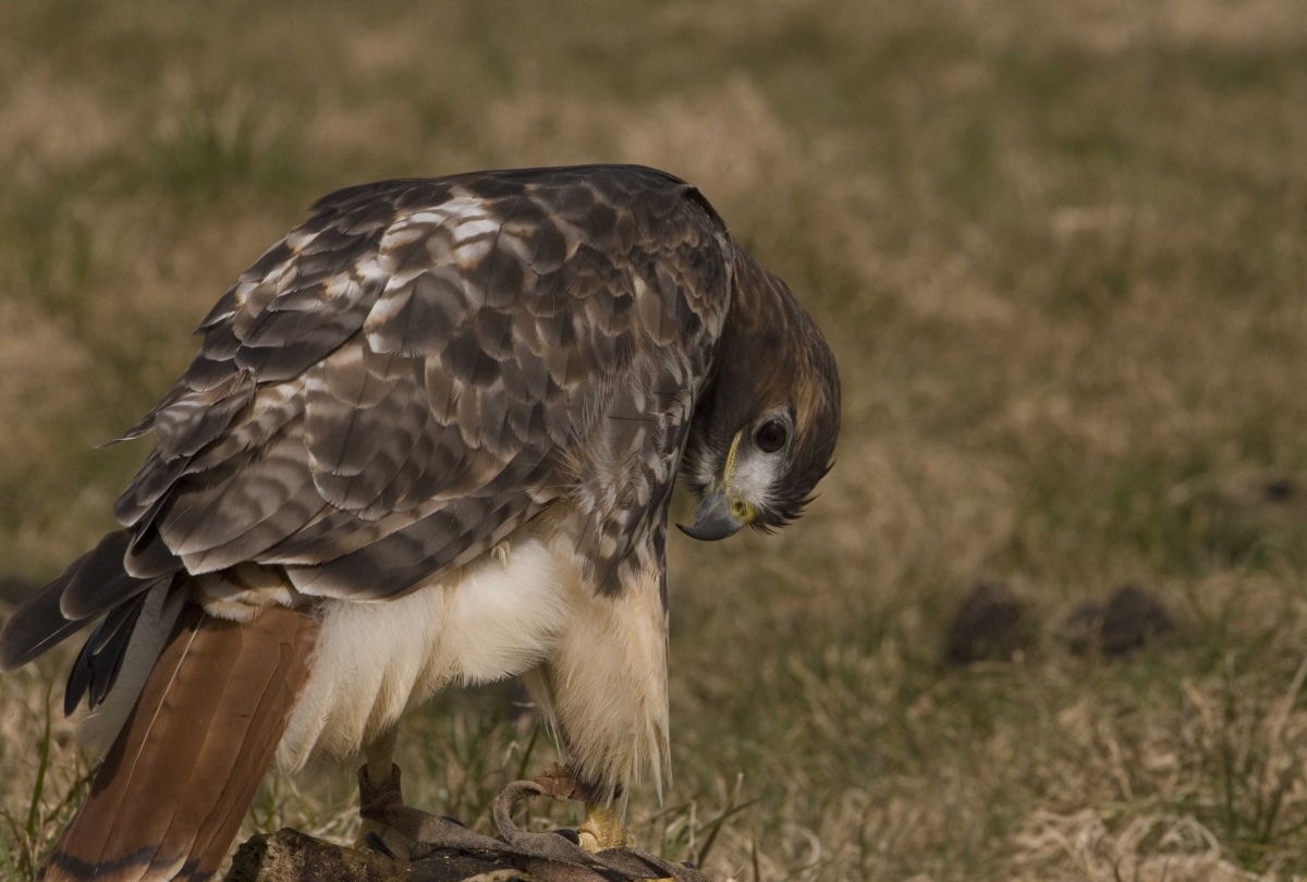 Roodstaartbuizerd - Buteo jamaicensis