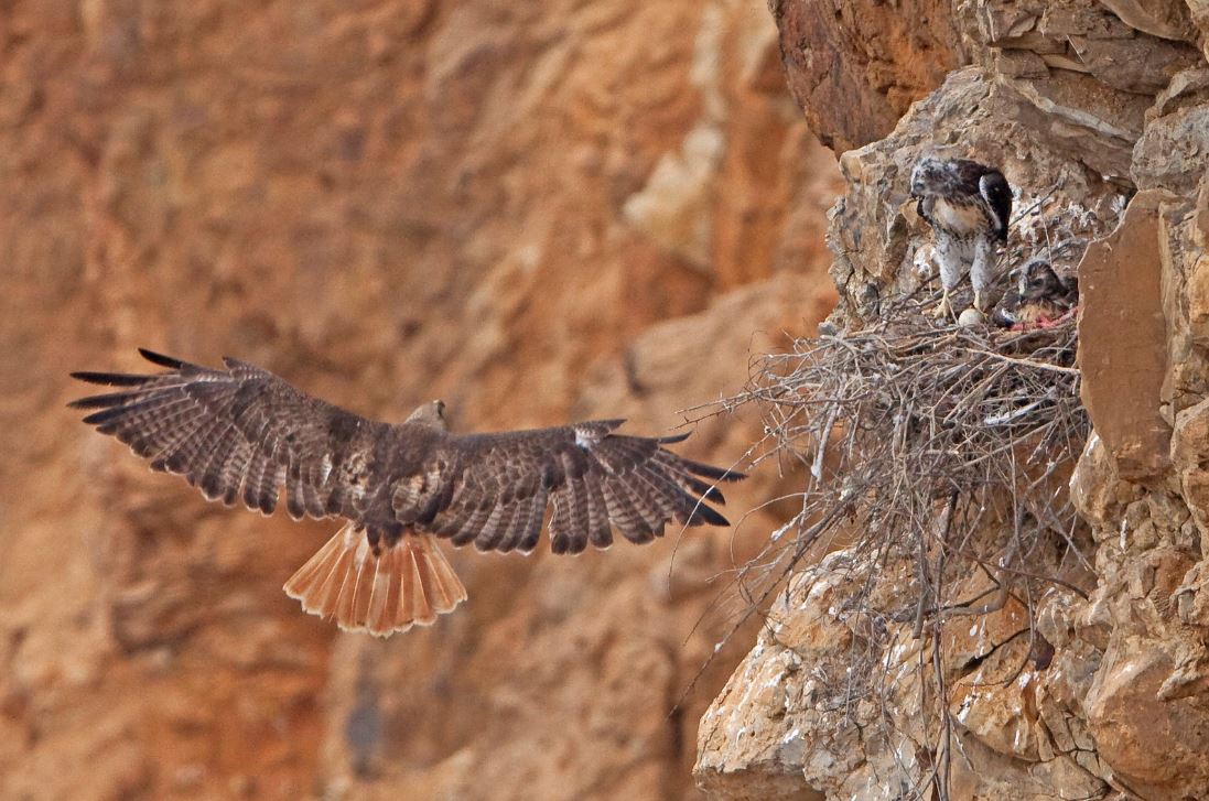 Roodstaartbuizerd - Buteo jamaicensis