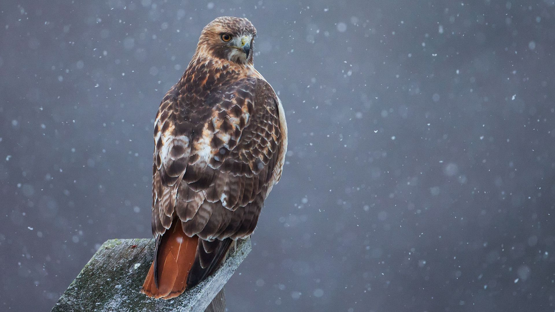 Roodstaartbuizerd - Buteo jamaicensis