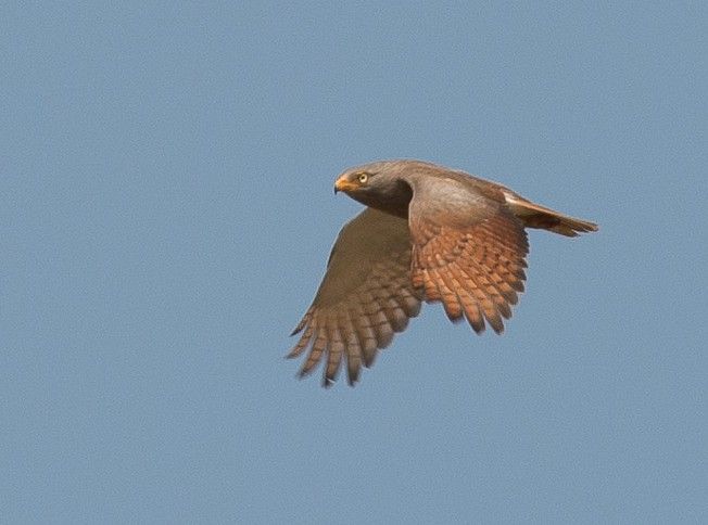 Roodvleugelbuizerd - Butastur liventer