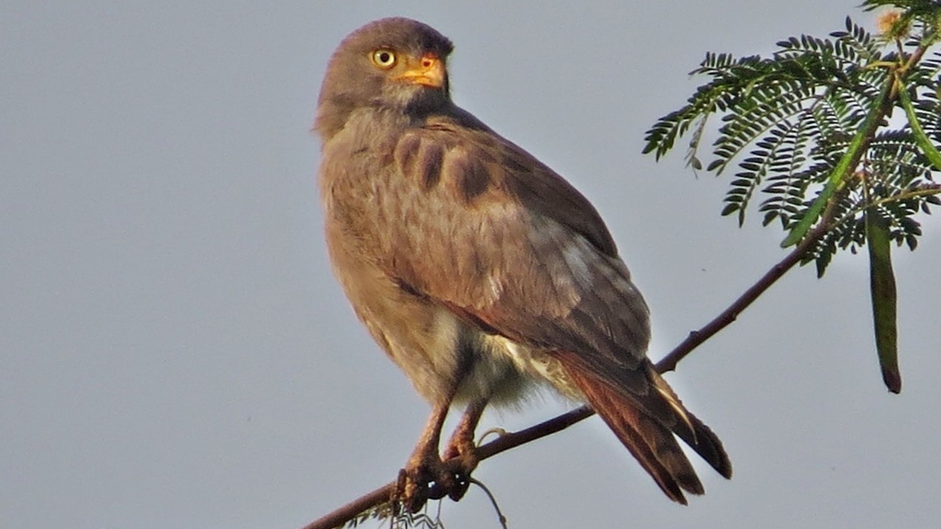 Roodvleugelbuizerd - Butastur liventer