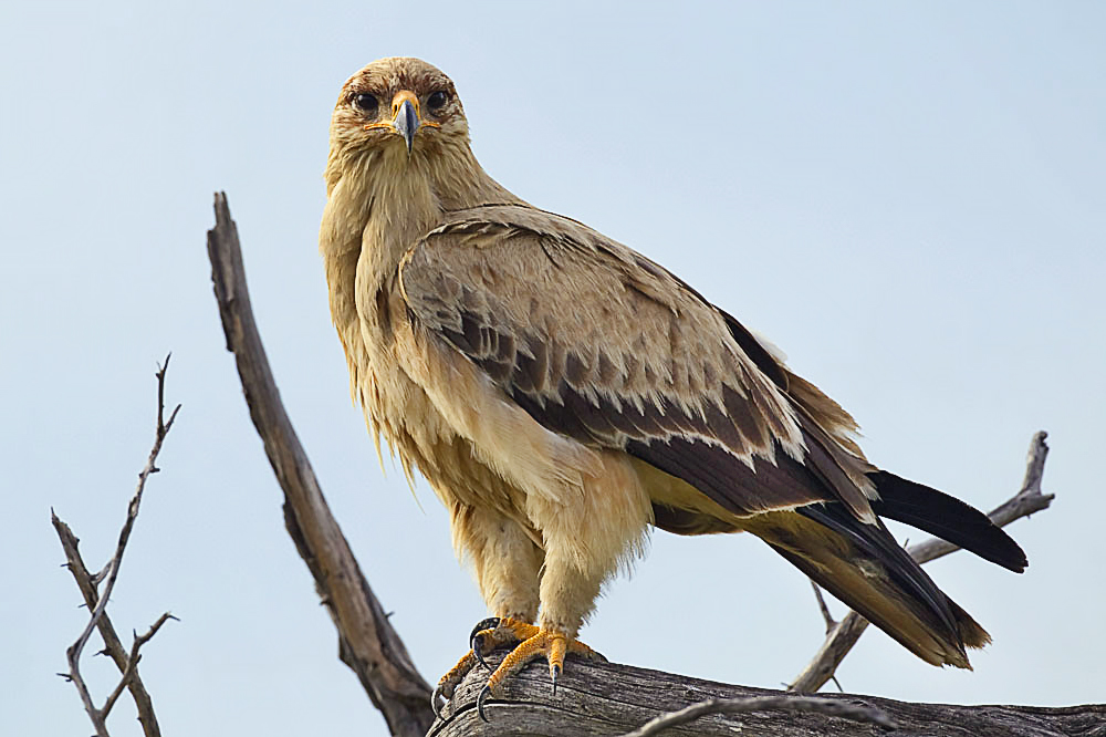 Roofarend - Aquila rapax