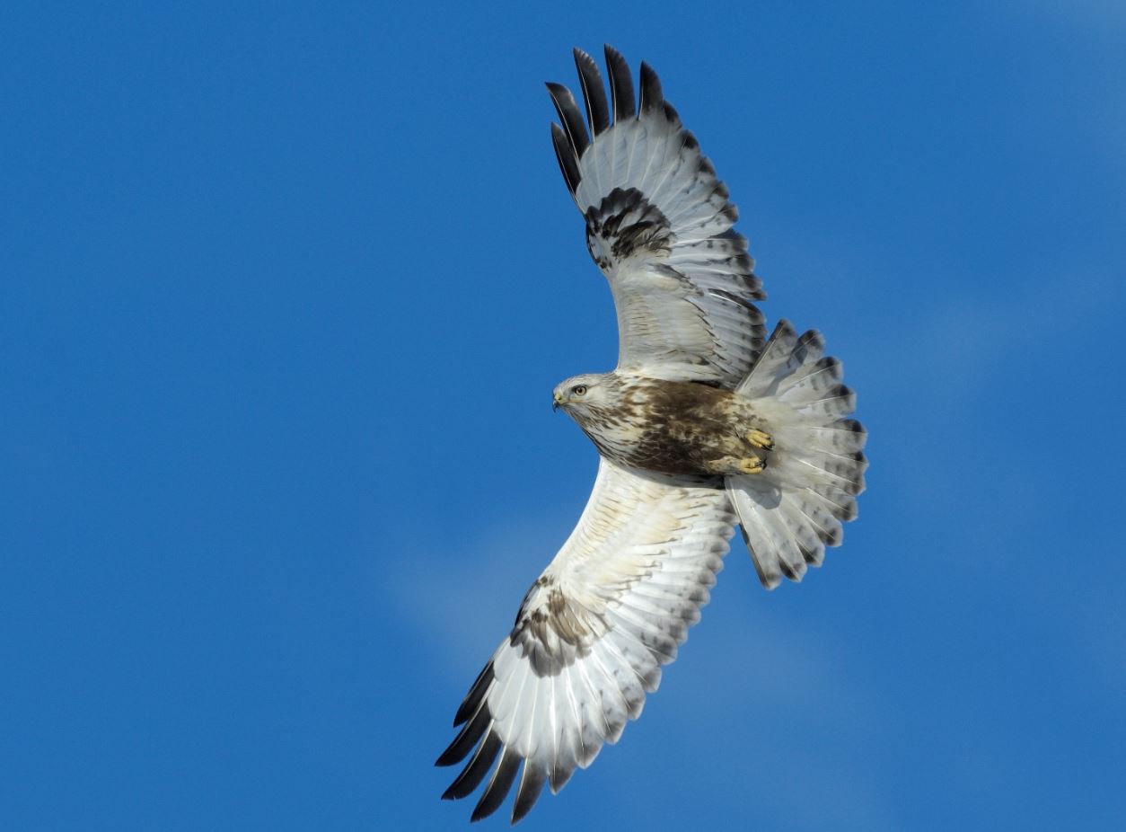 Ruigpootbuizerd - Buteo Lagopus