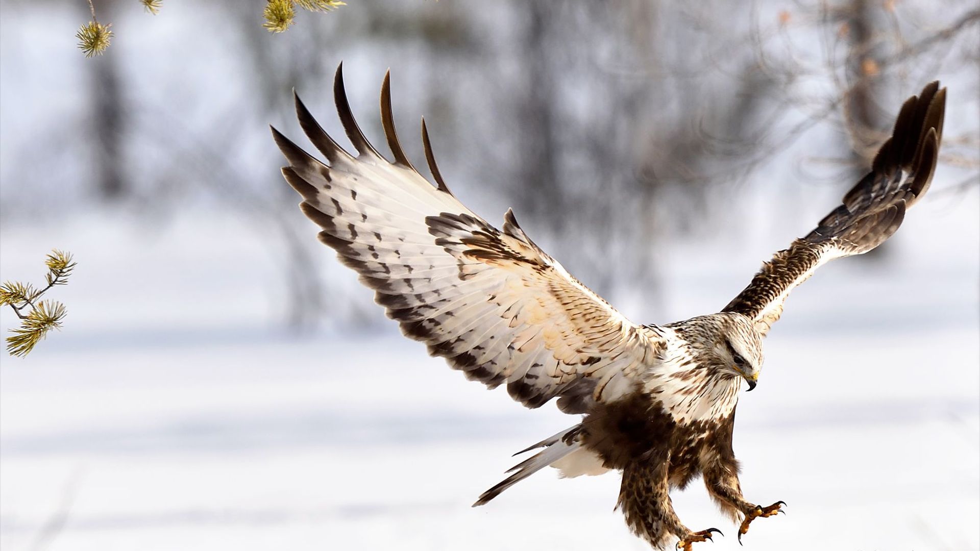 Ruigpootbuizerd - Buteo Lagopus