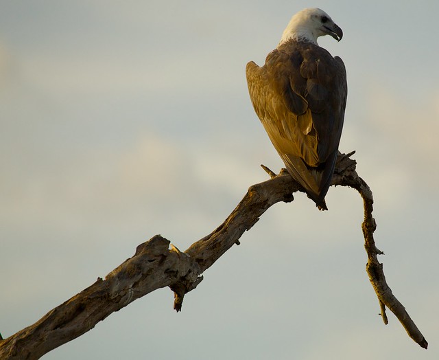 Sanfords zeearend - Haliaeetus sanfordi