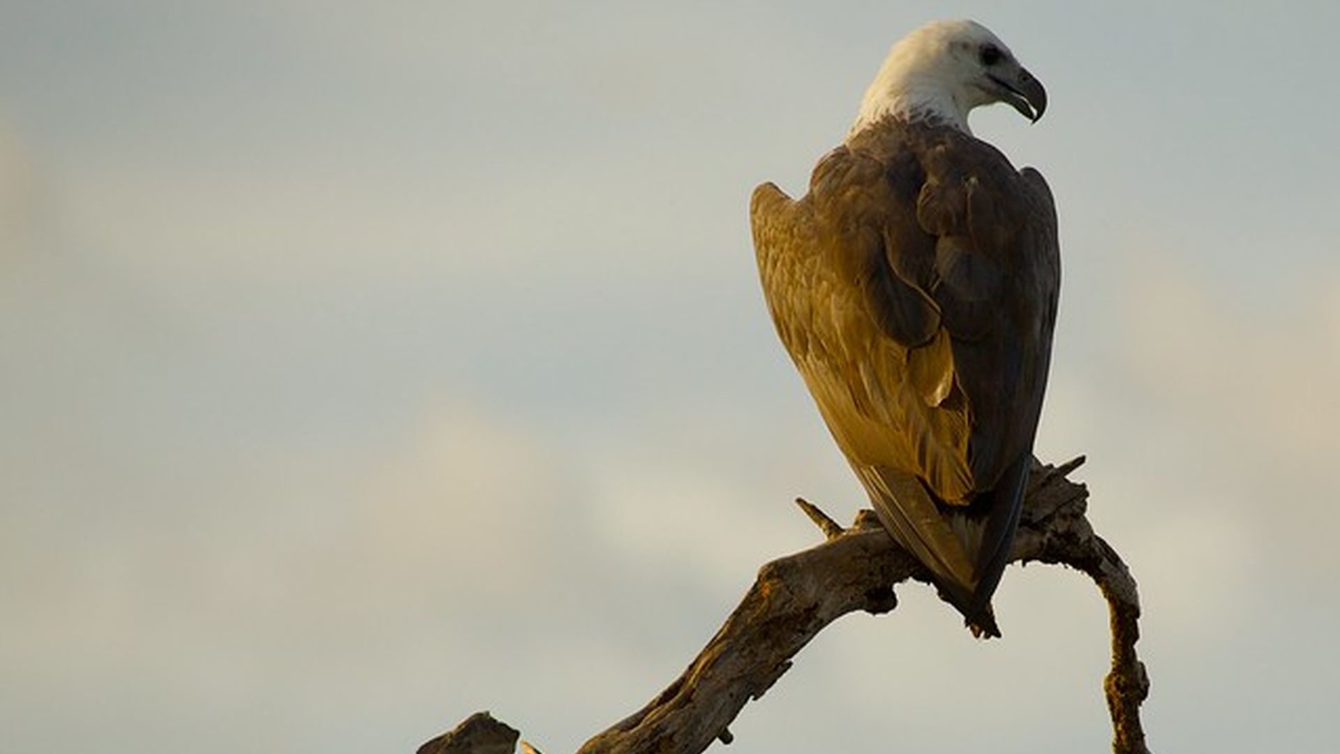 Sanfords zeearend - Haliaeetus sanfordi