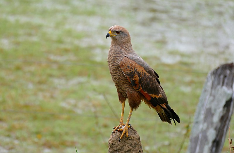 Savannebuizerd - Buteogallus meridionalis