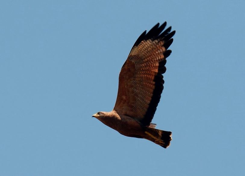 Savannebuizerd - Buteogallus meridionalis