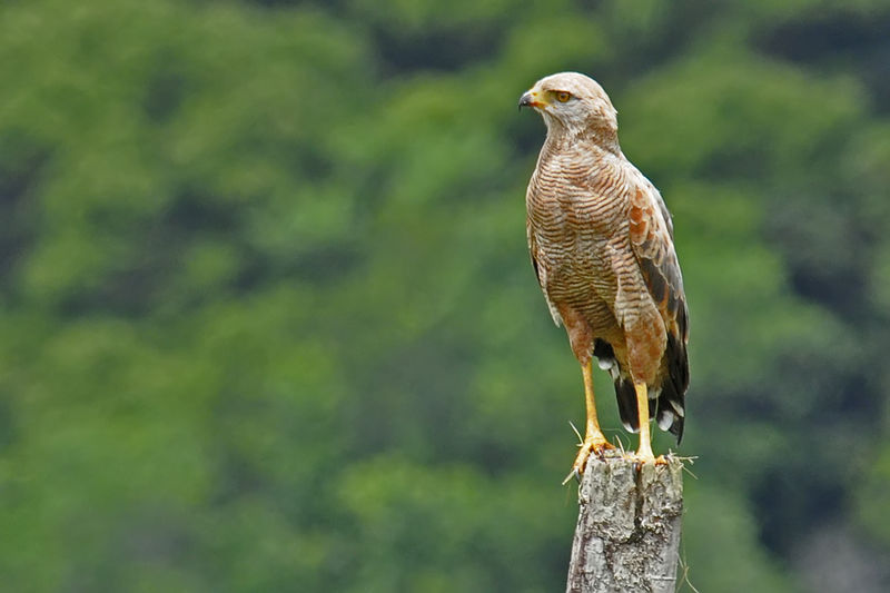 Savannebuizerd - Buteogallus meridionalis