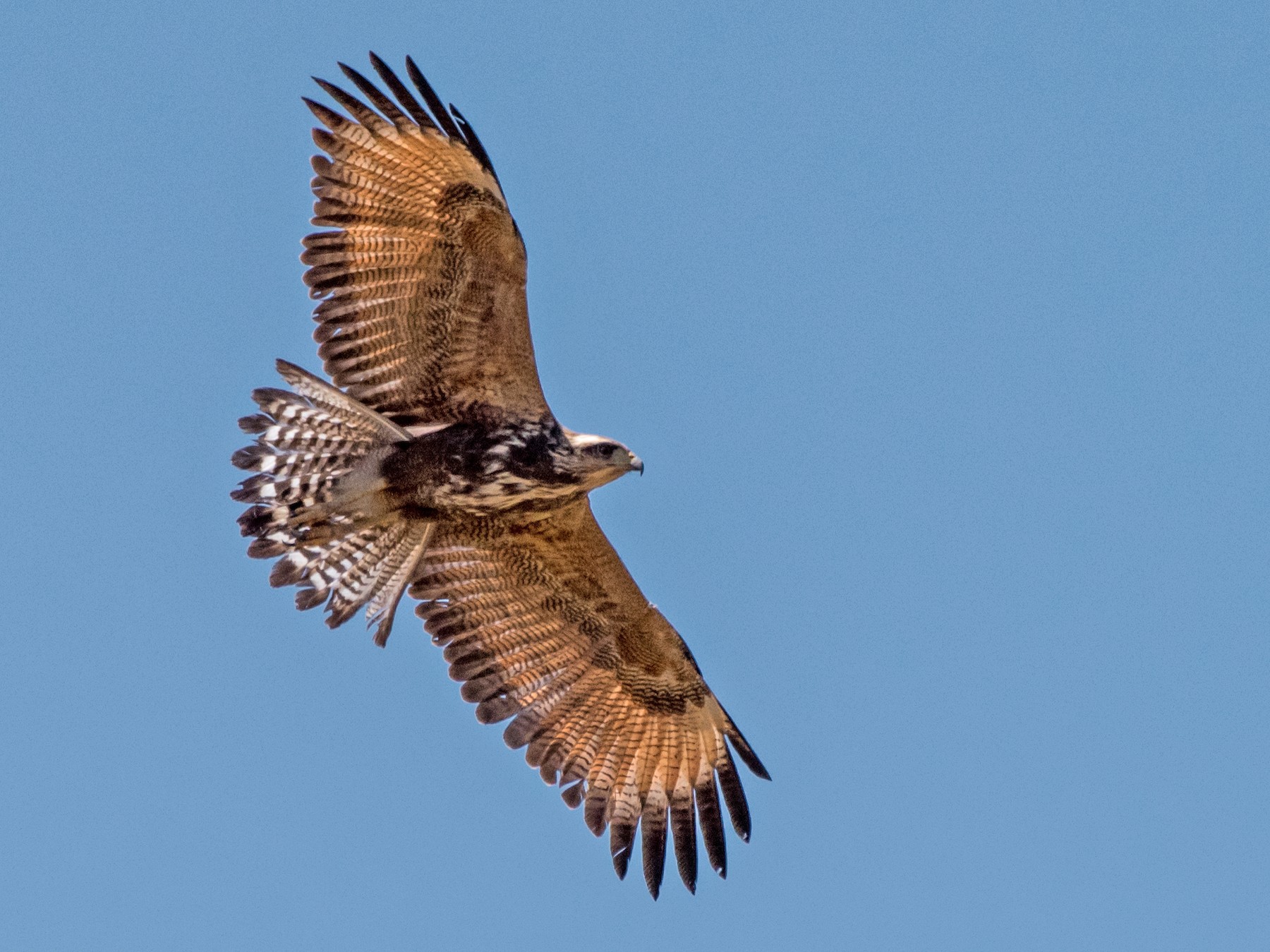 Savannebuizerd - Buteogallus meridionalis