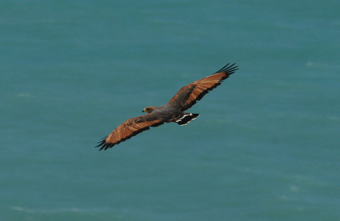 Savannebuizerd - Buteogallus meridionalis