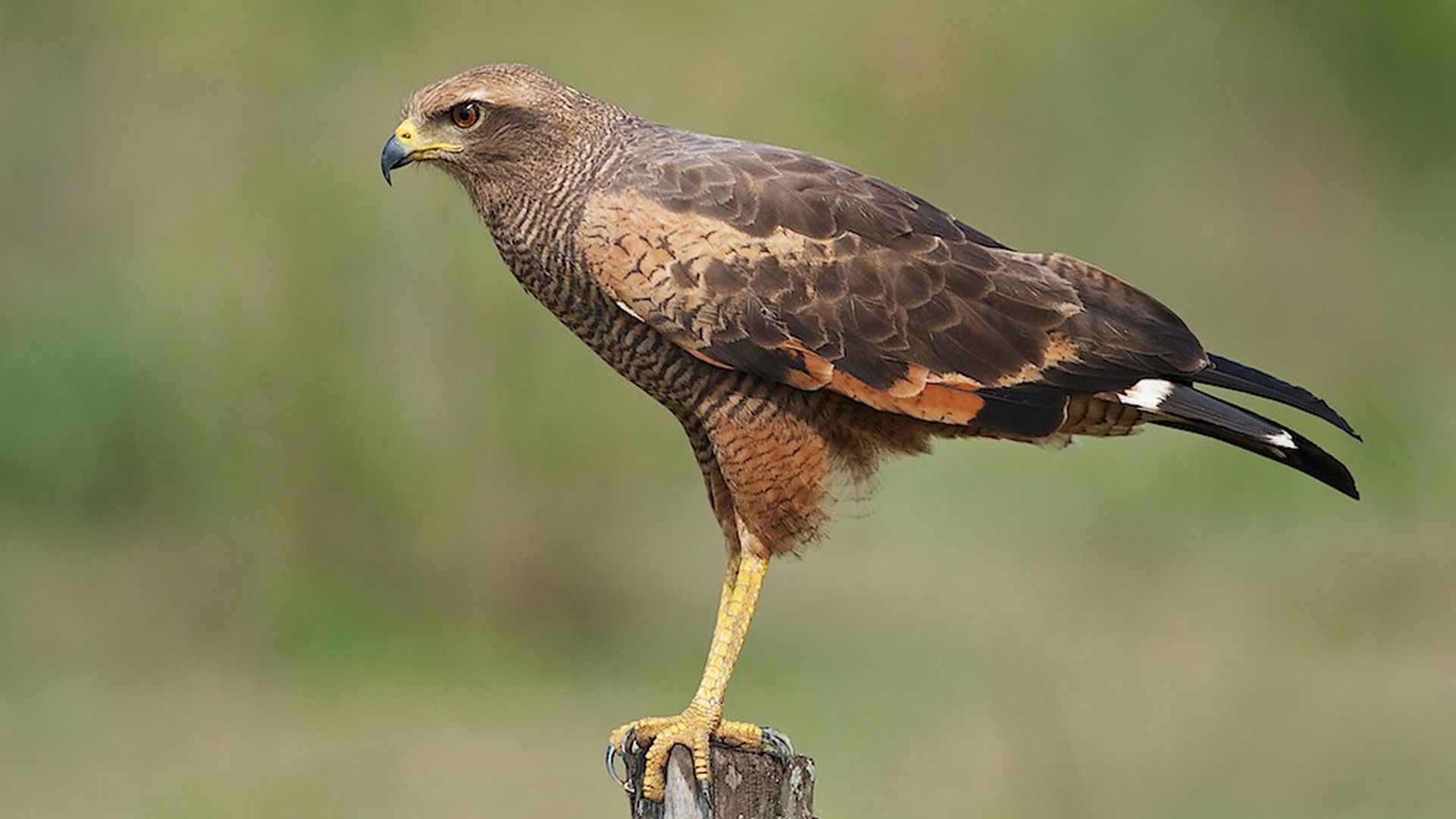 Savannebuizerd - Buteogallus meridionalis