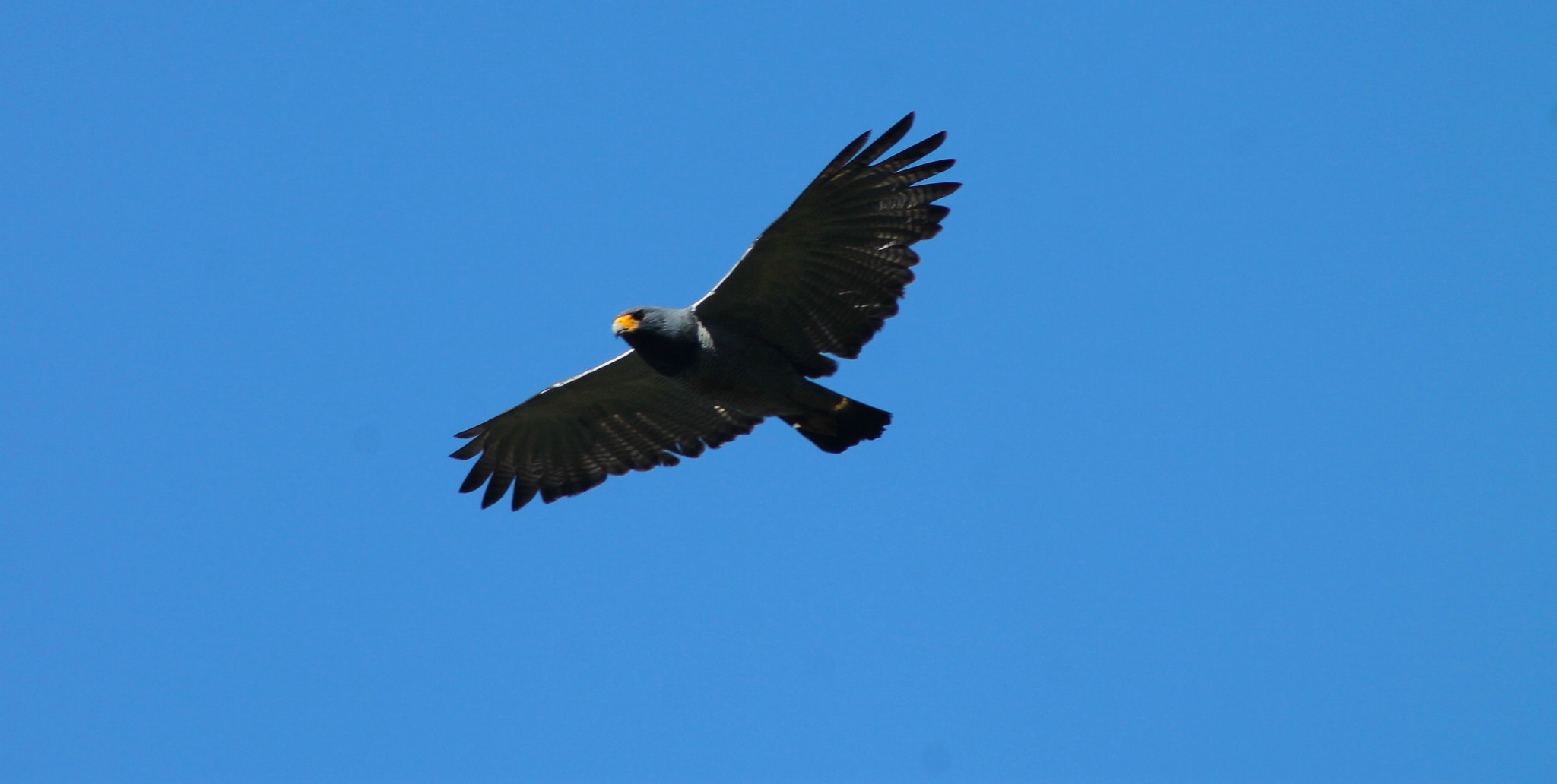 Sclaters buizerd - Morphnarchus princeps