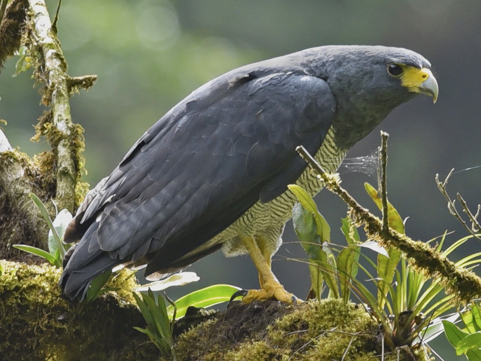 Sclaters buizerd - Morphnarchus princeps