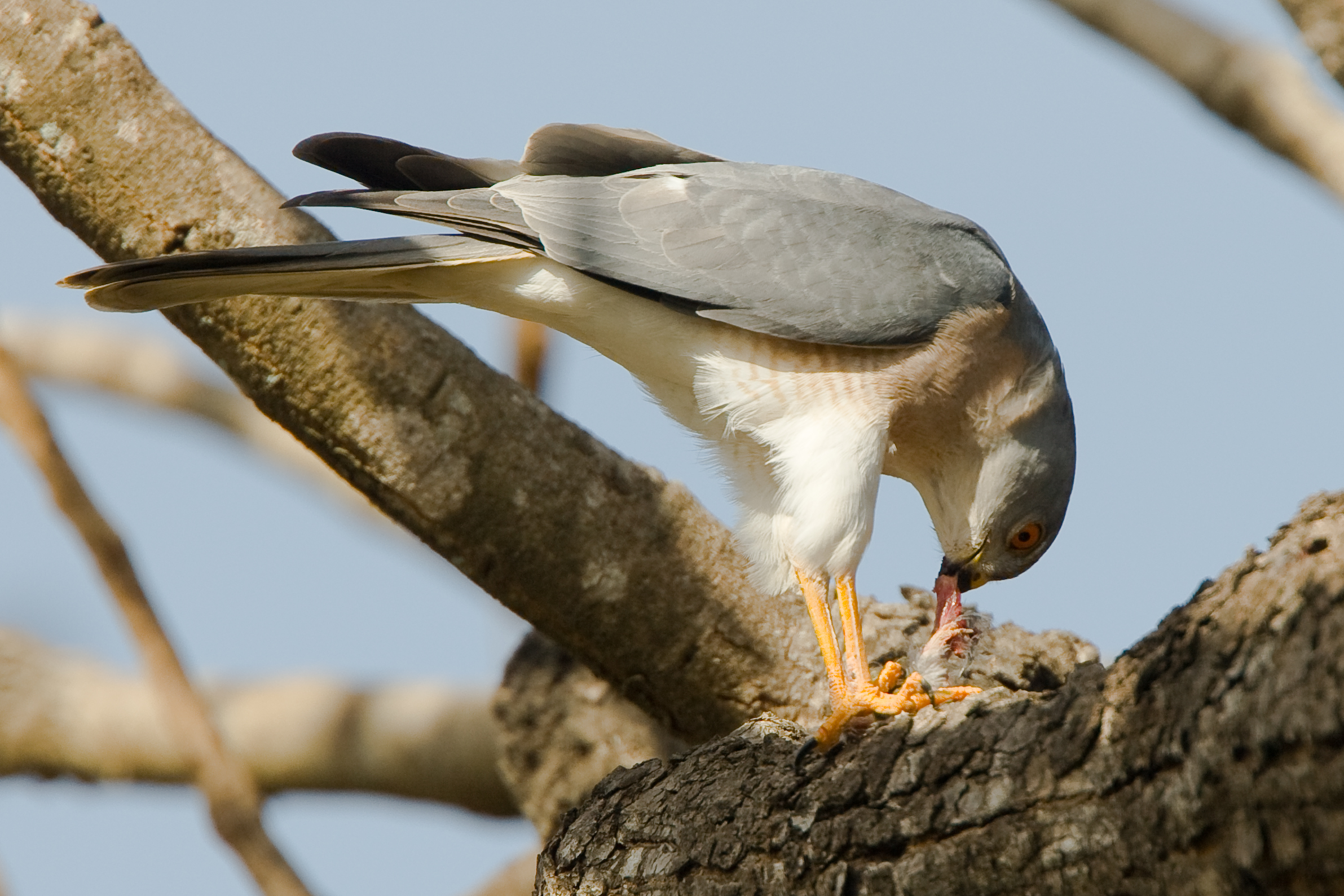 Shikra - Accipiter badius