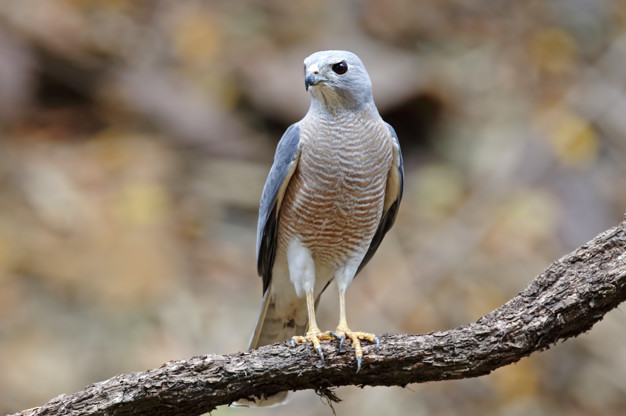 Shikra - Accipiter badius