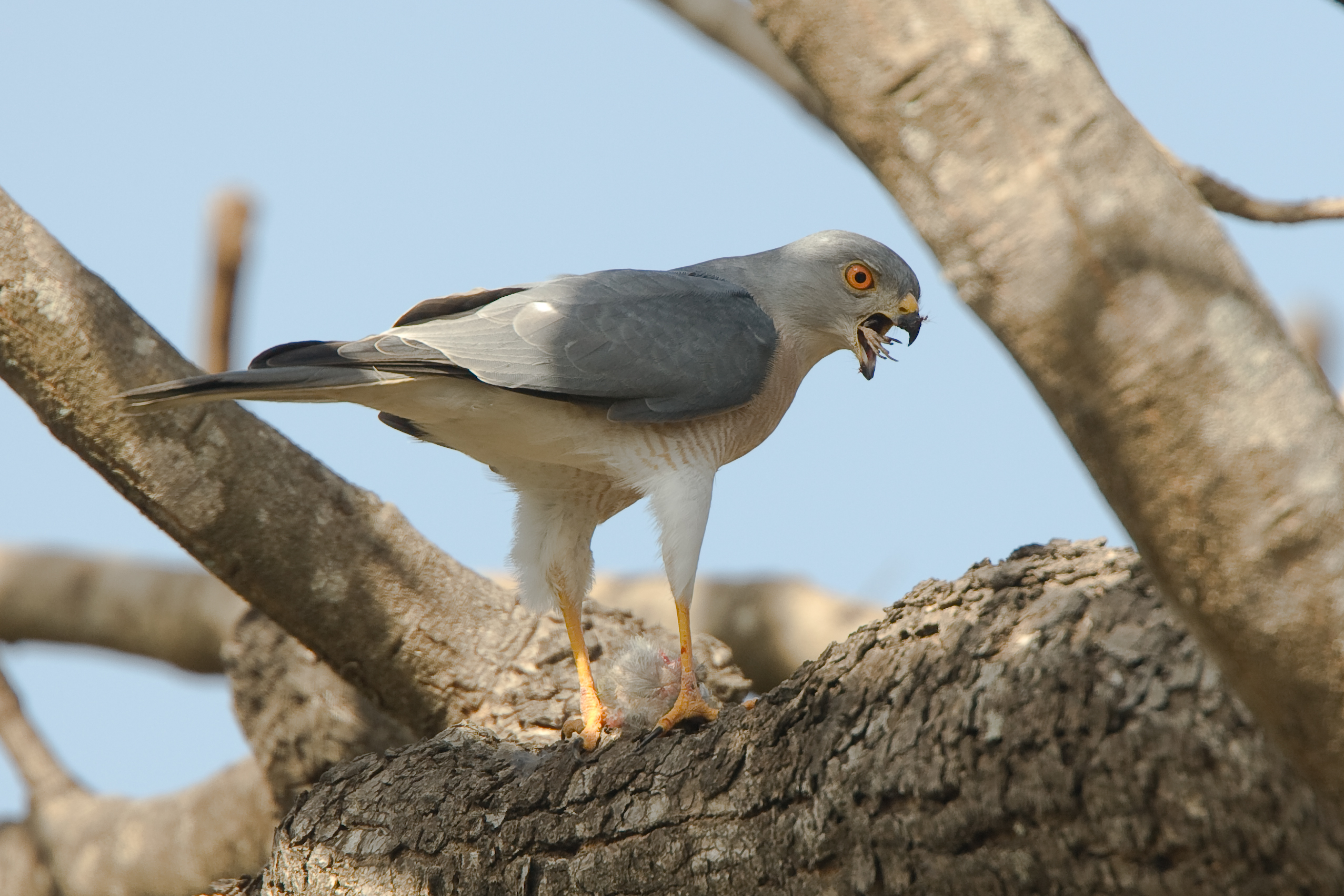 Shikra - Accipiter badius