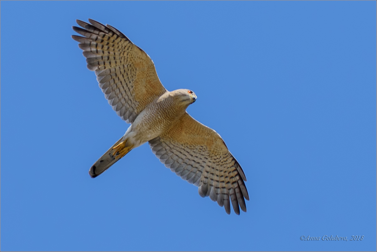 Shikra - Accipiter badius