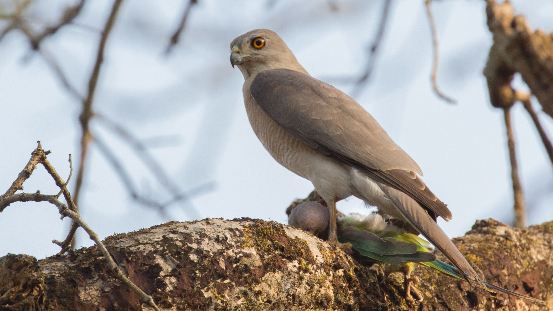 Shikra - Accipiter badius