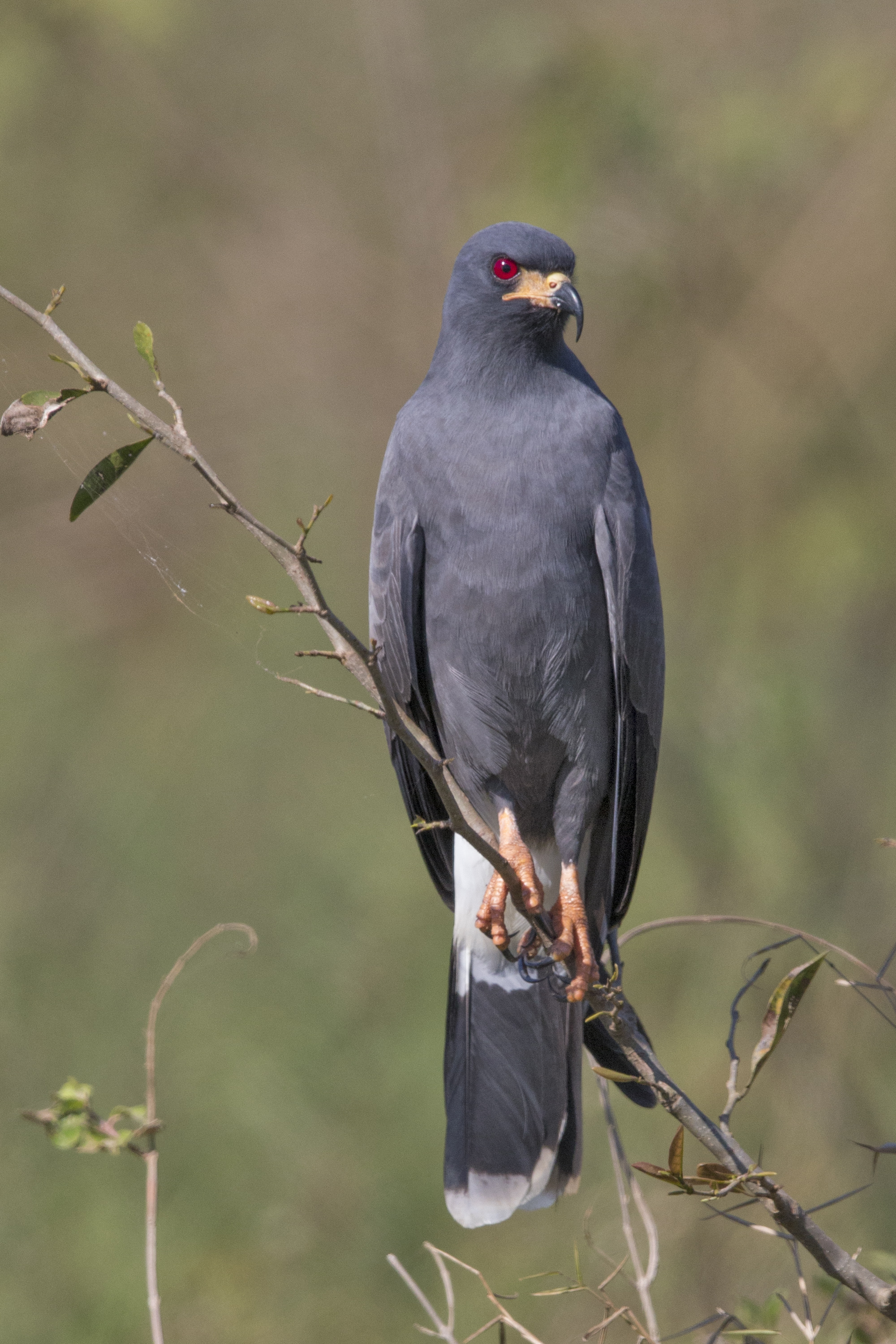 Slakkenwouw - Rostrhamus sociabilis