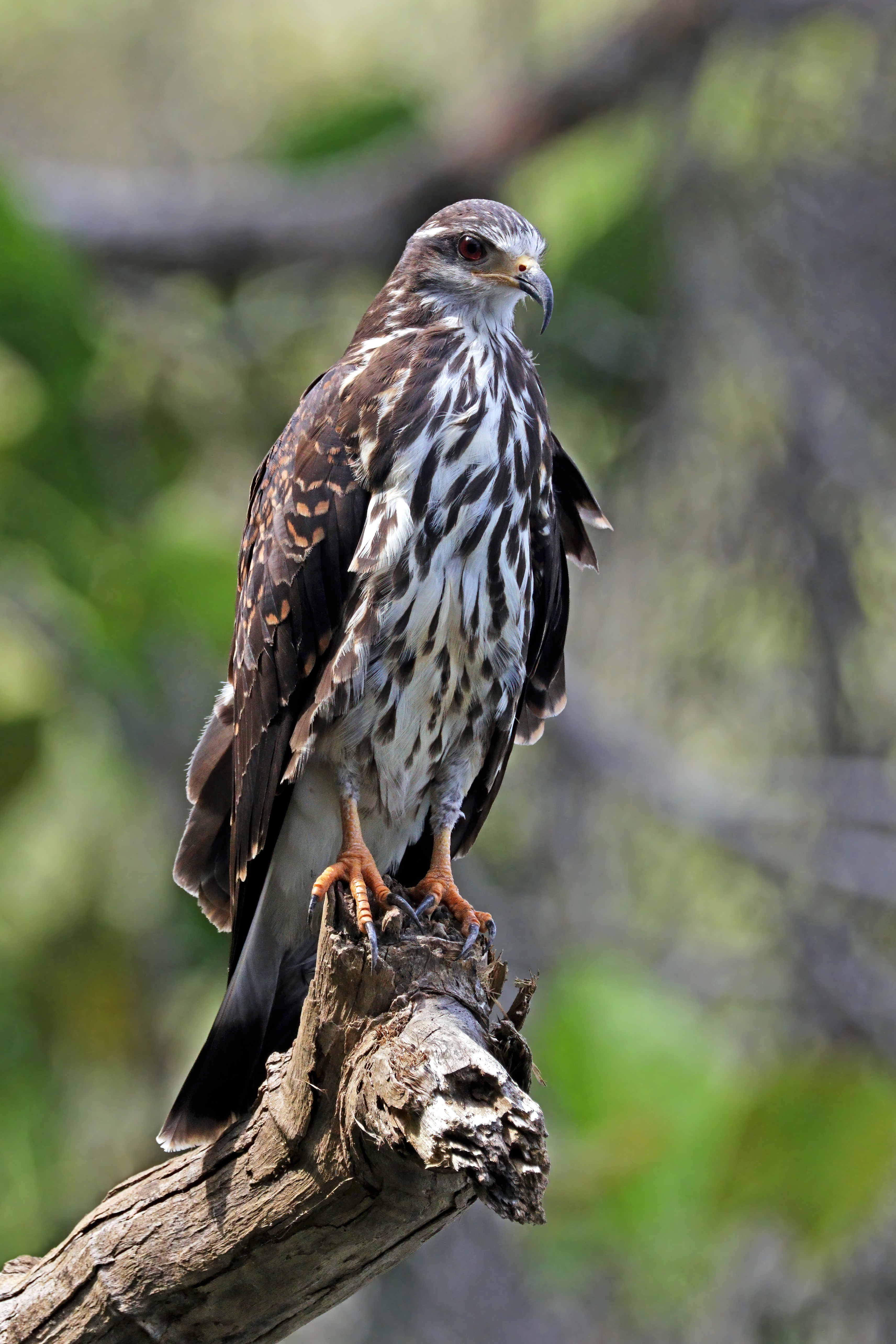 Slakkenwouw - Rostrhamus sociabilis