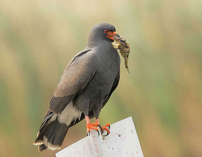 Slakkenwouw - Rostrhamus sociabilis