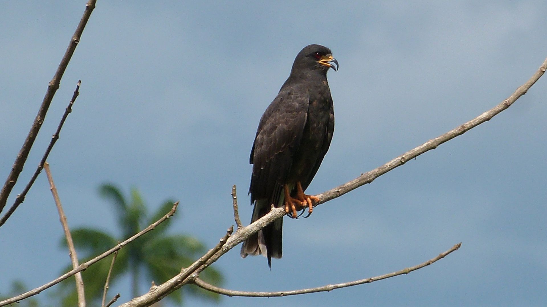 Slakkenwouw - Rostrhamus sociabilis