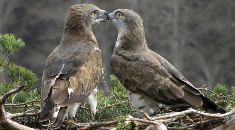 Slangenarend - Circaetus gallicus