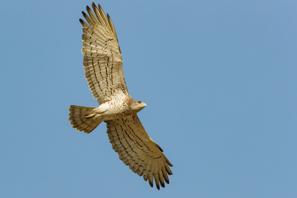 Slangenarend - Circaetus gallicus