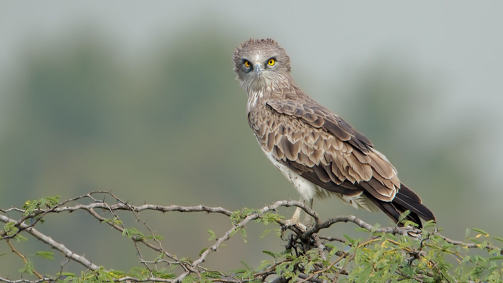 Slangenarend - Circaetus gallicus