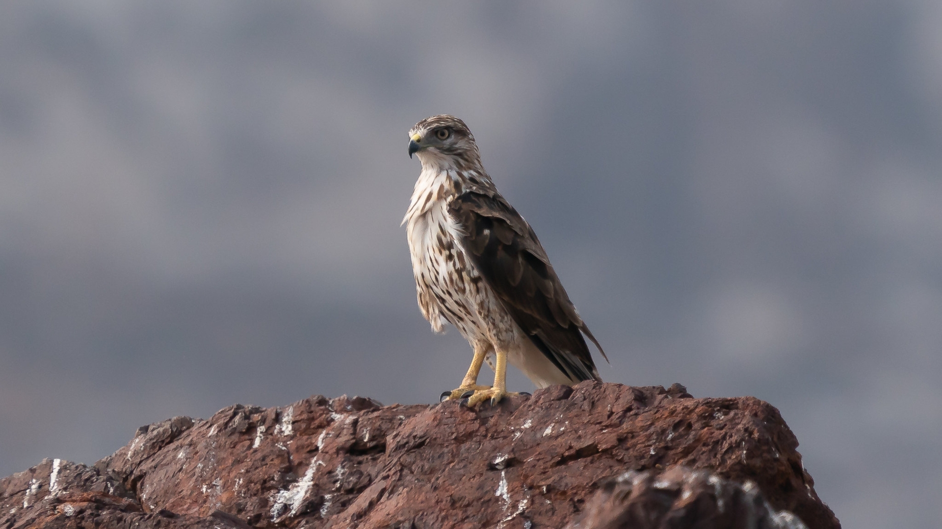 Socotrabuizerd - Buteo socotraensis