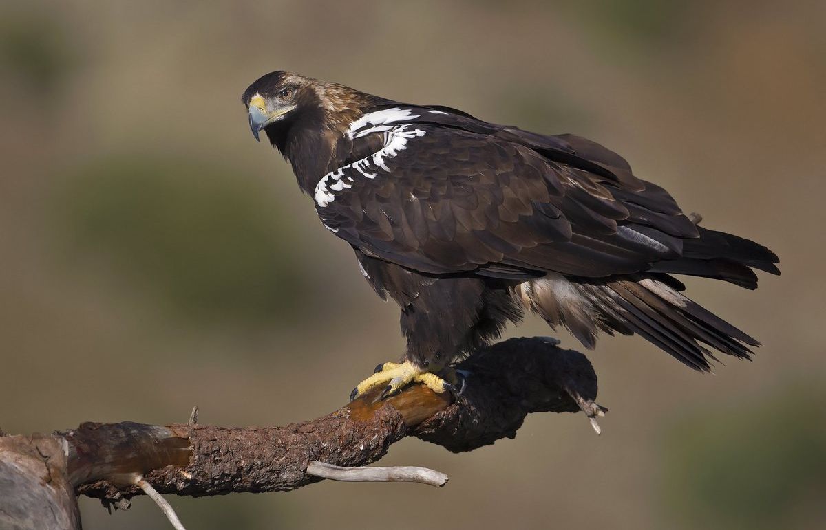 Spaanse keizerarend - Aquila adalberti