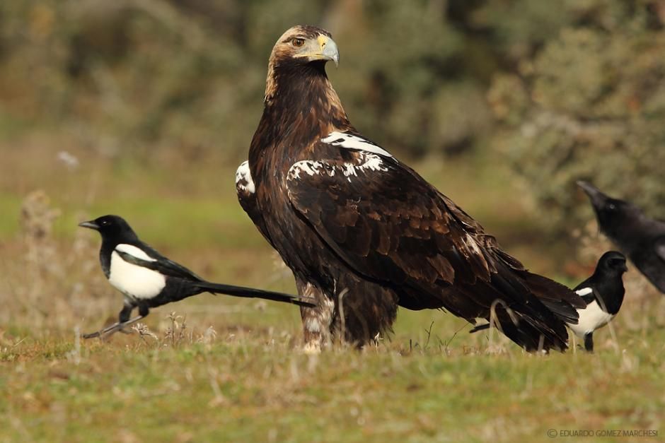 Spaanse keizerarend - Aquila adalberti