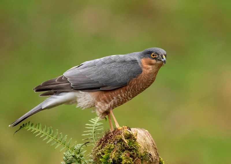 Sperwer - Accipiter nisus
