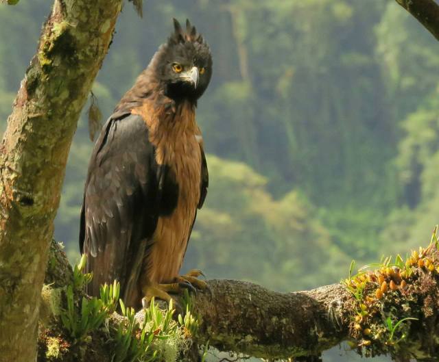 Andes kuifarend - Spizaetus isidori