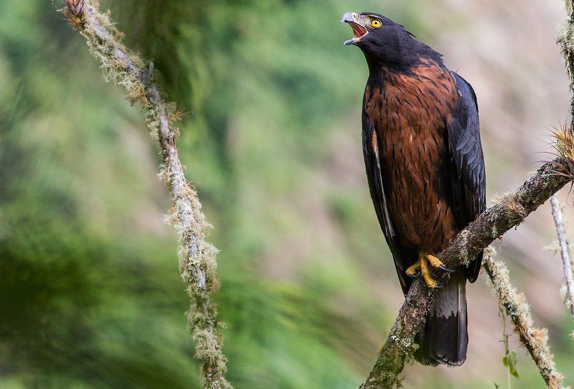 Andes kuifarend - Spizaetus isidori