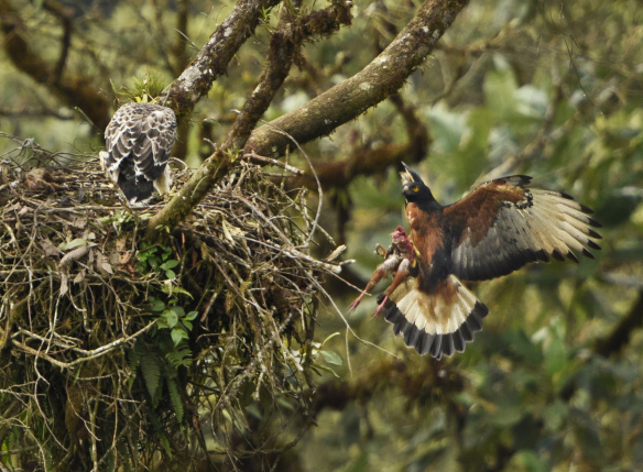 Andes kuifarend - Spizaetus isidori