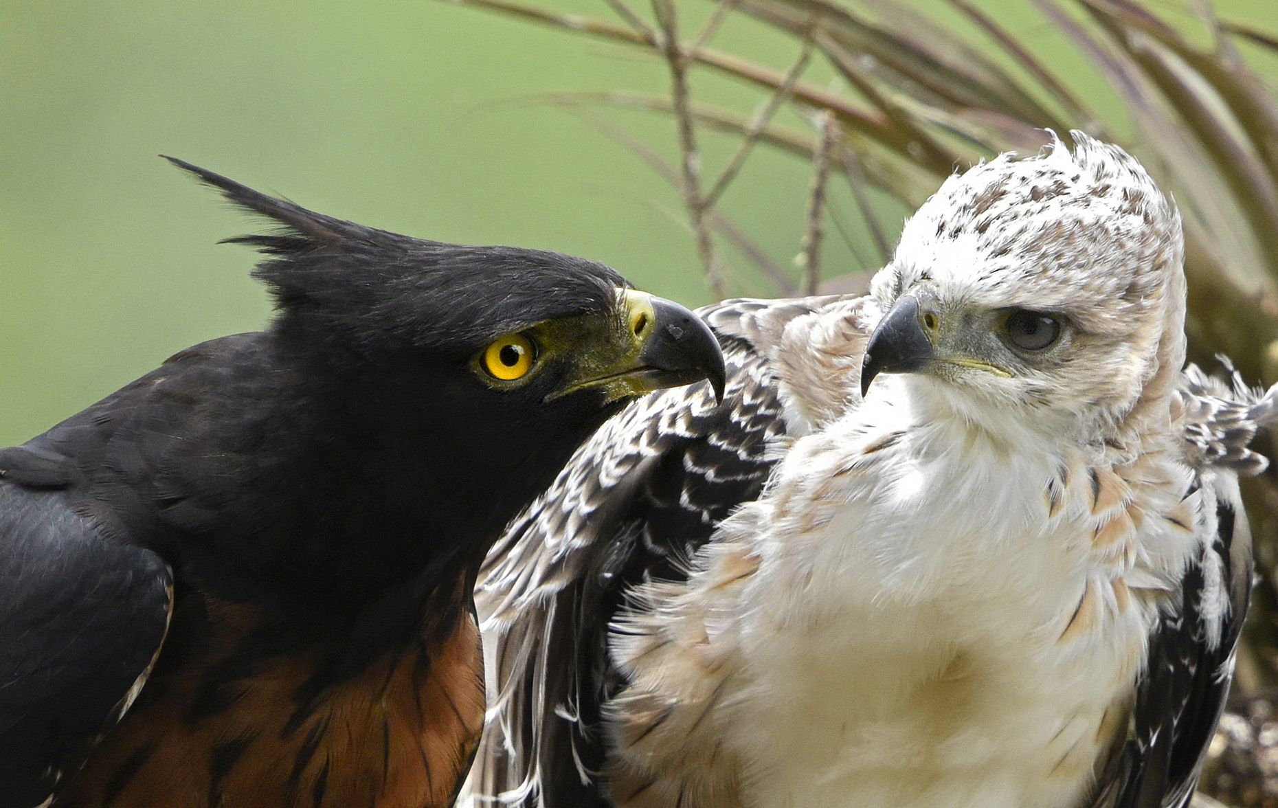 Andes kuifarend - Spizaetus isidori