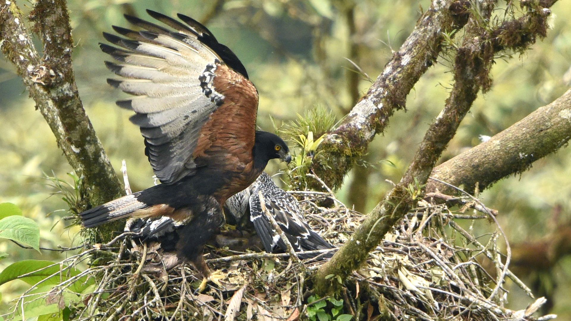 Andeskuifarend - Spizaetus isidori