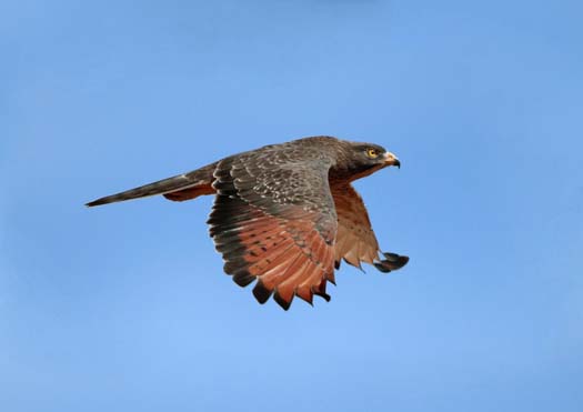 Sprinkhaanbuizerd - Butastur rufipennis