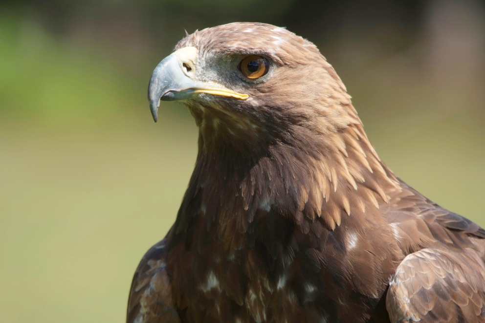 Steenarend - Aquila Chrysaetos