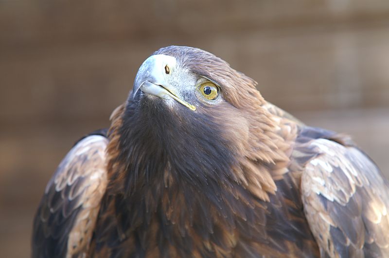 Steenarend - Aquila Chrysaetos