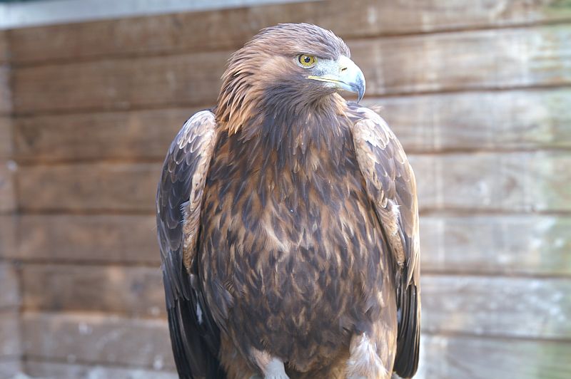 Steenarend - Aquila Chrysaetos