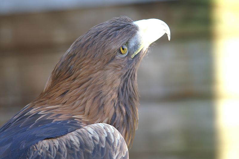 Steenarend - Aquila Chrysaetos