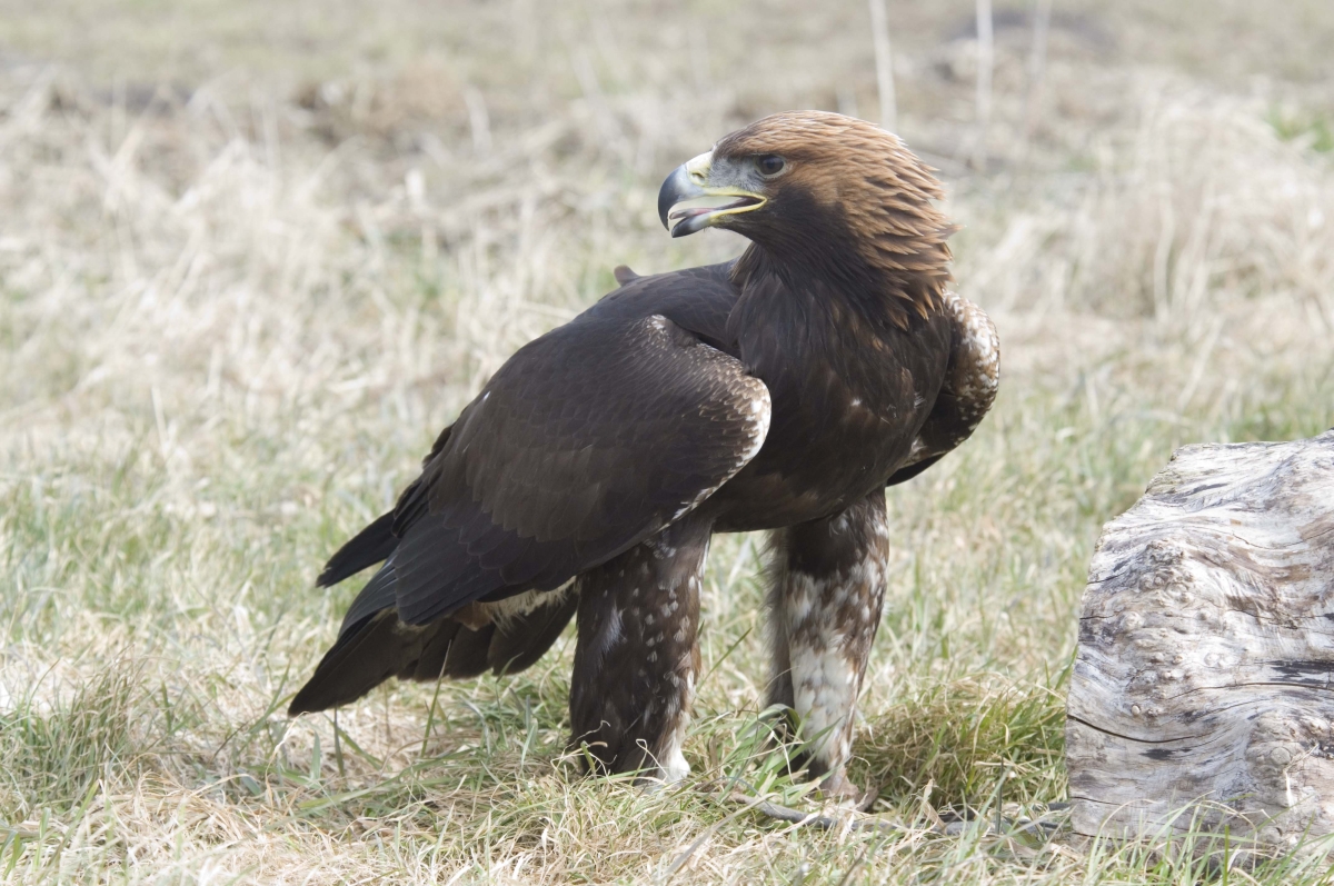 Steenarend - Aquila Chrysaetos