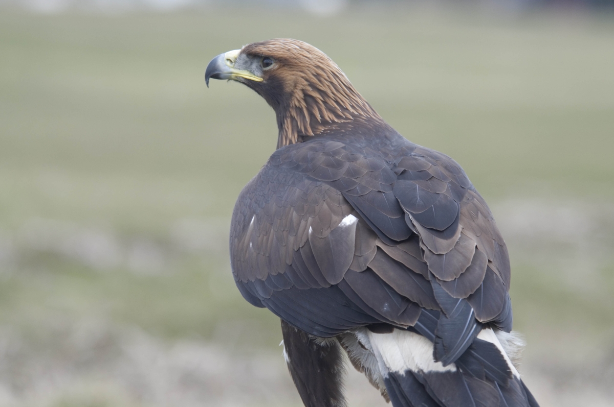 Steenarend - Aquila Chrysaetos