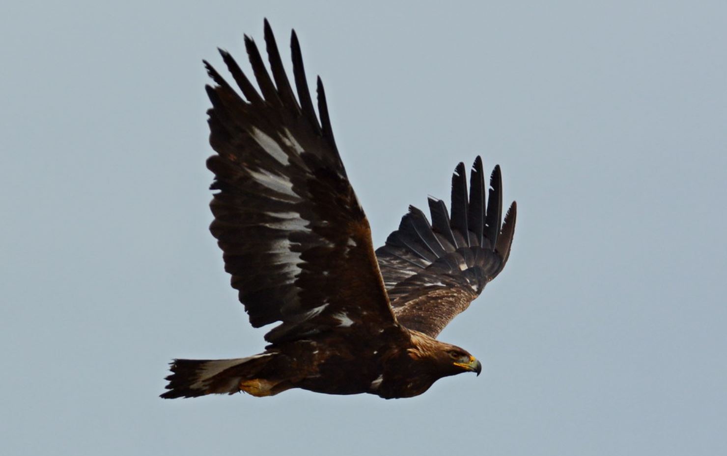 Steenarend - Aquila Chrysaetos