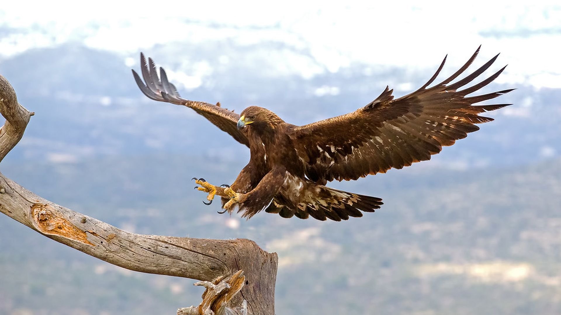 Steenarend - Aquila Chrysaetos