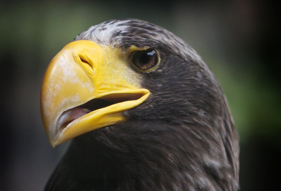 Stellers zeearend - Haliaeetus pelagicus