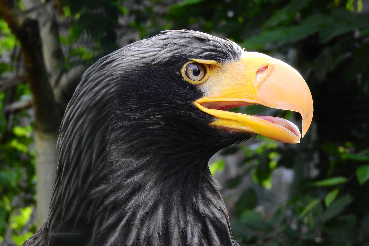 Stellers zeearend - Haliaeetus pelagicus